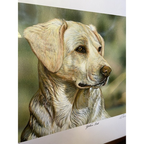 New Art Painting Print yellow lab Dog Puppy Danny O’Driscoll 2008 46/500 11x114 - Picture 3 of 6